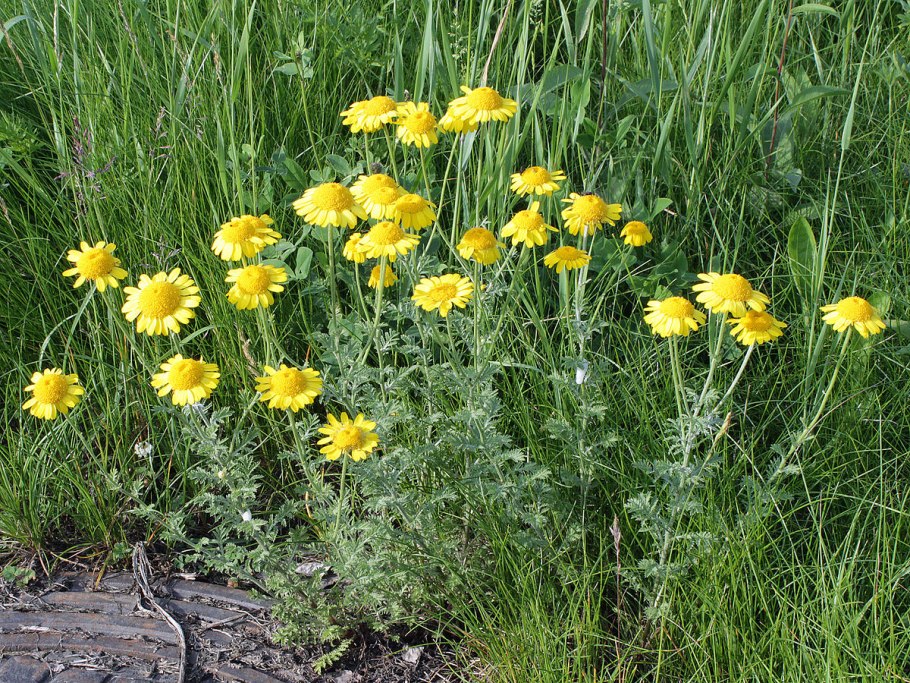 Пупавка красильная (Anthemis tinctoria)
