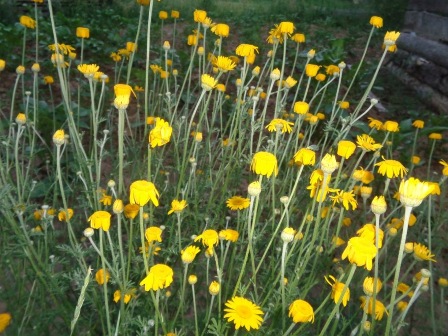 Пупавкой полевой (Anthemis arvensis l.)