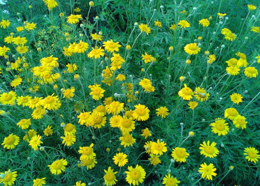 Антемис Пупавка