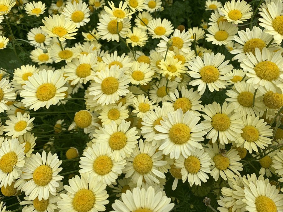 Антемис Пупавка красильная