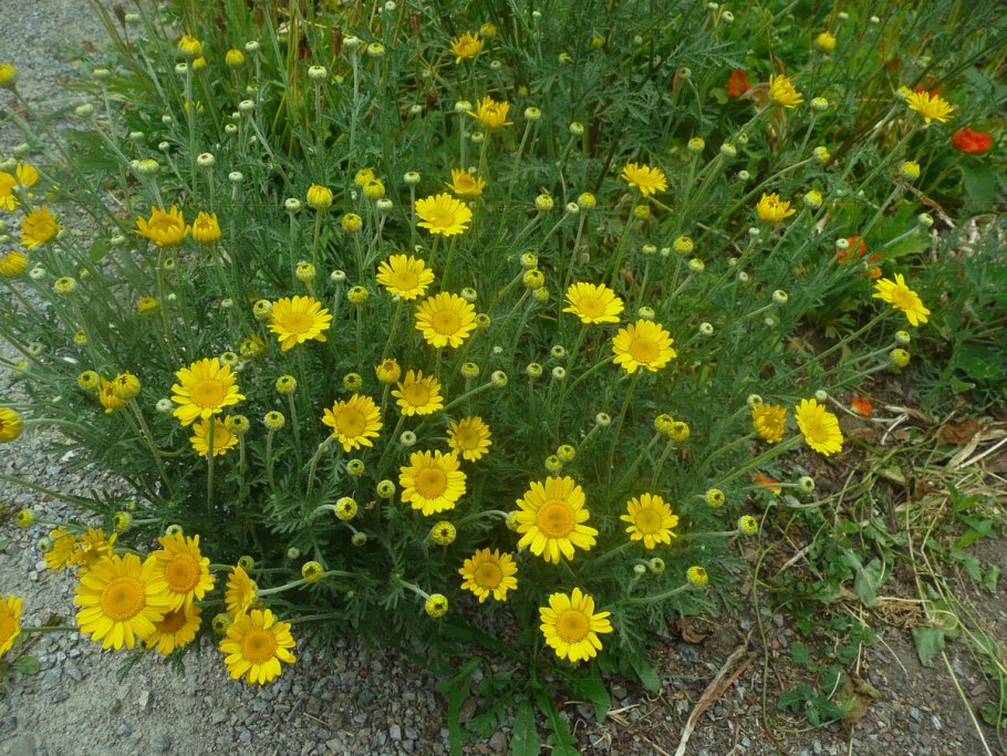 Антемис Пупавка красильная