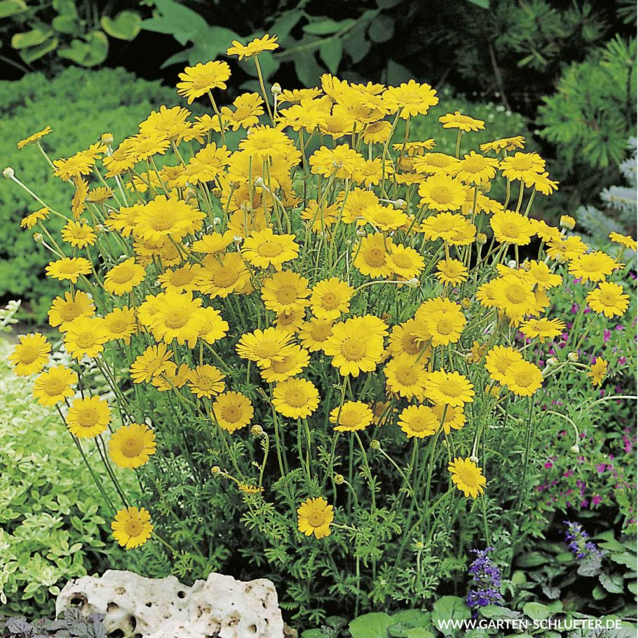 Пупавка красильная желтая Ромашка