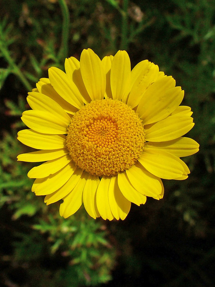Пупавка красильная (Anthemis tinctoria)