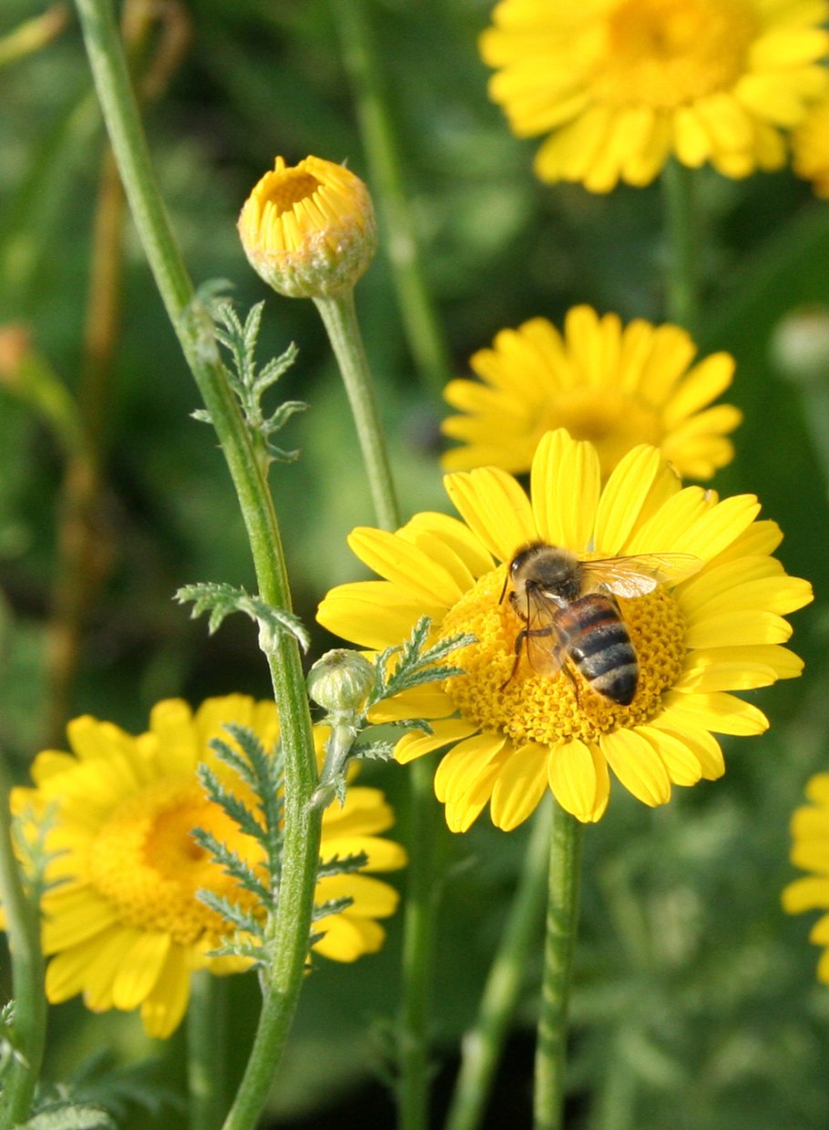 Пупавка Корнух-Троцкого