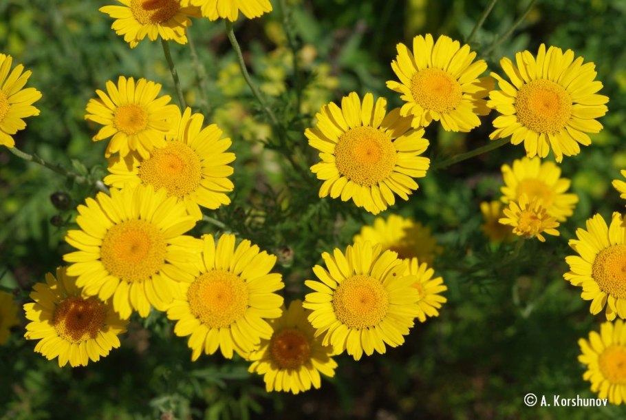 Антемис Пупавка красильная