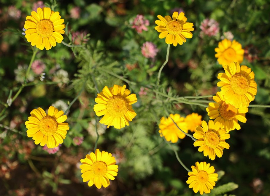 Пупавка красильная (anthemis tinctoria)