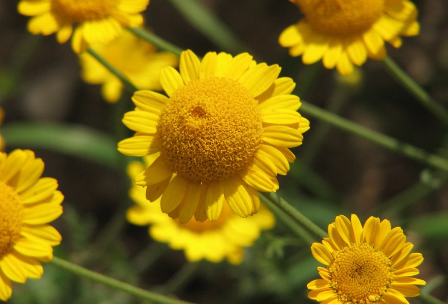 Антемис Пупавка красильная