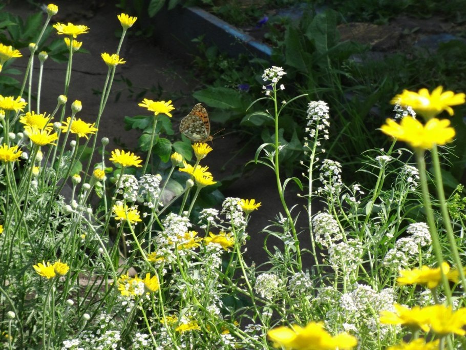 Пупавка Полевая желтая