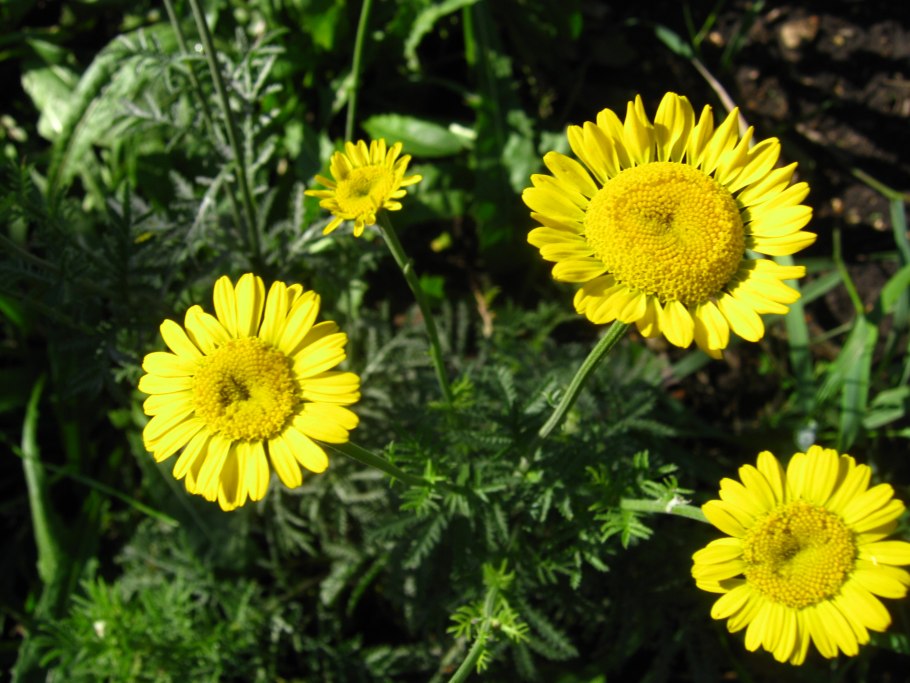 Пупавка Корнух-Троцкого