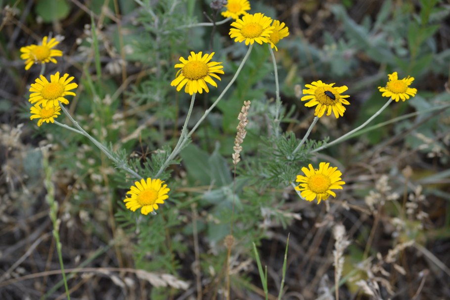 Антемис Пупавка
