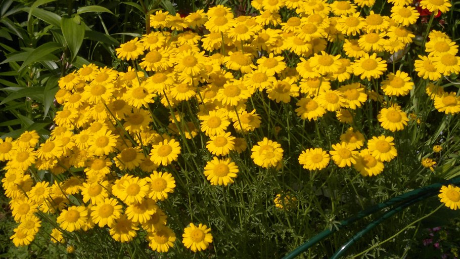 Травка Пупавка