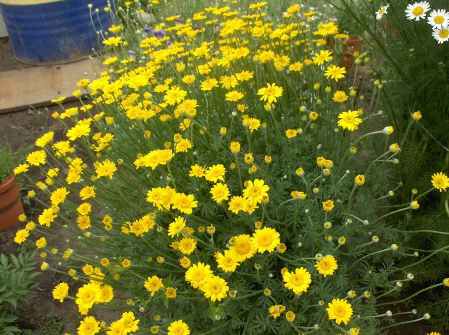 Антемис Пупавка