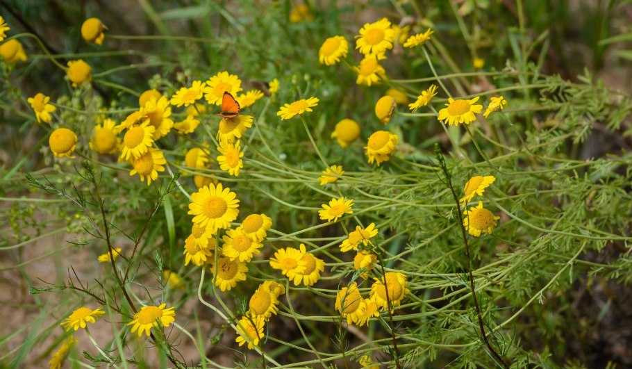 Антемис Пупавка