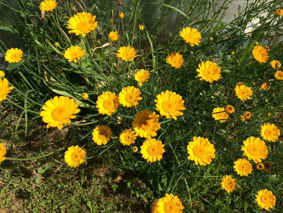 Антемис Пупавка