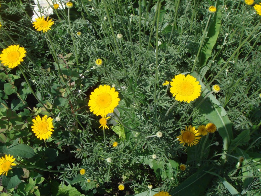 Пупавка гибридная