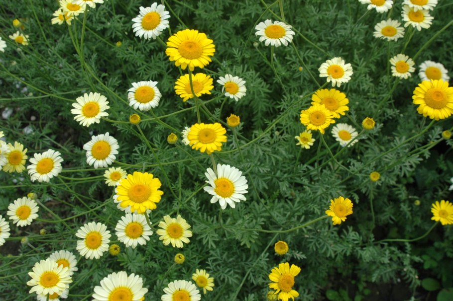 Пупавка красильная (Anthemis tinctoria)