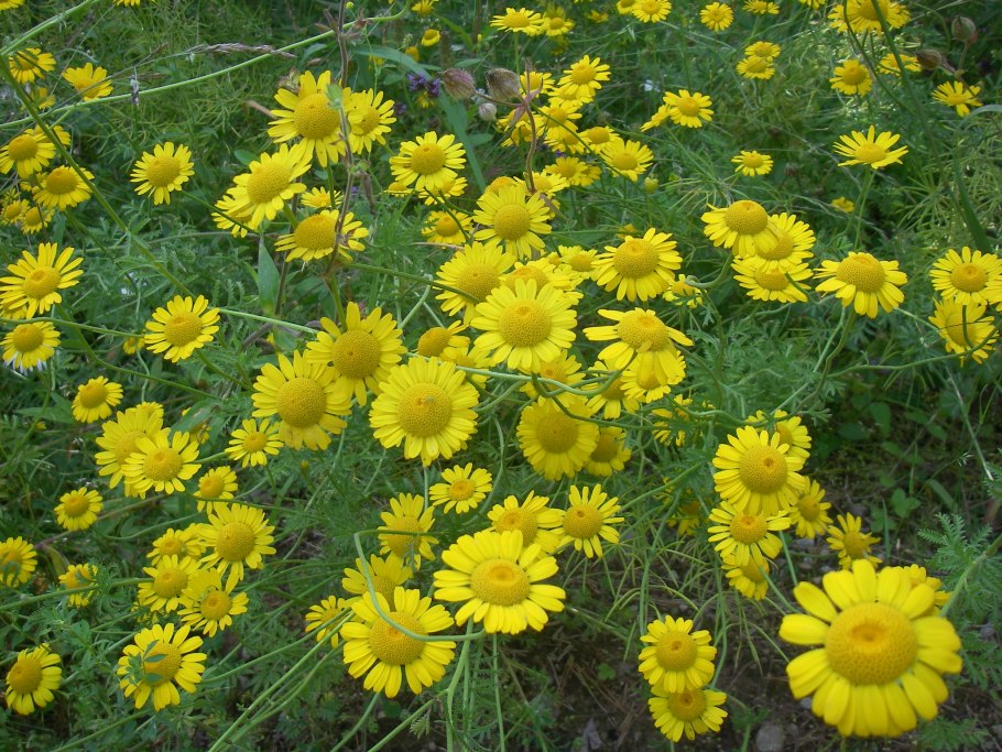 Антемис Пупавка