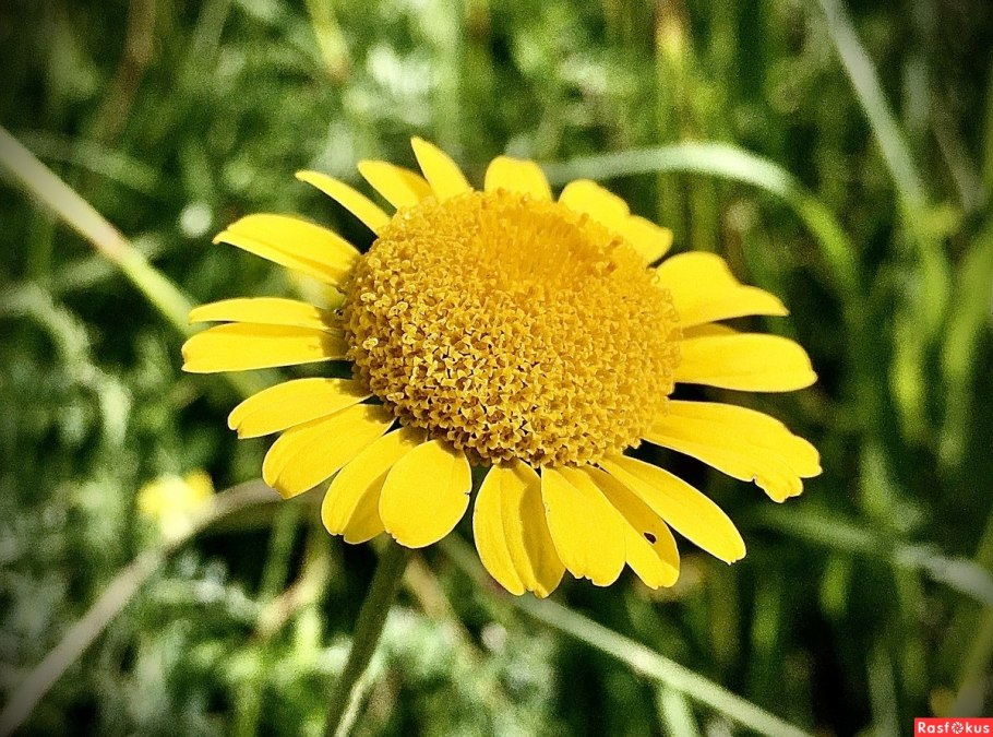 Антемис Пупавка