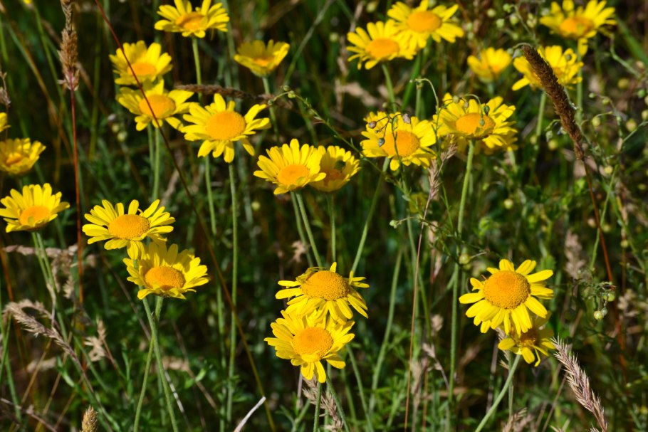 Anthemis tinctoria