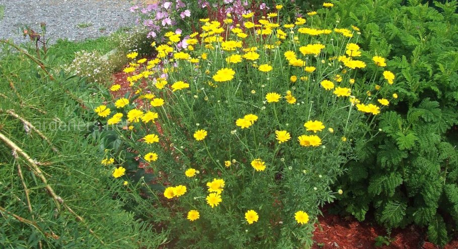 Пупавка красильная желтая Ромашка