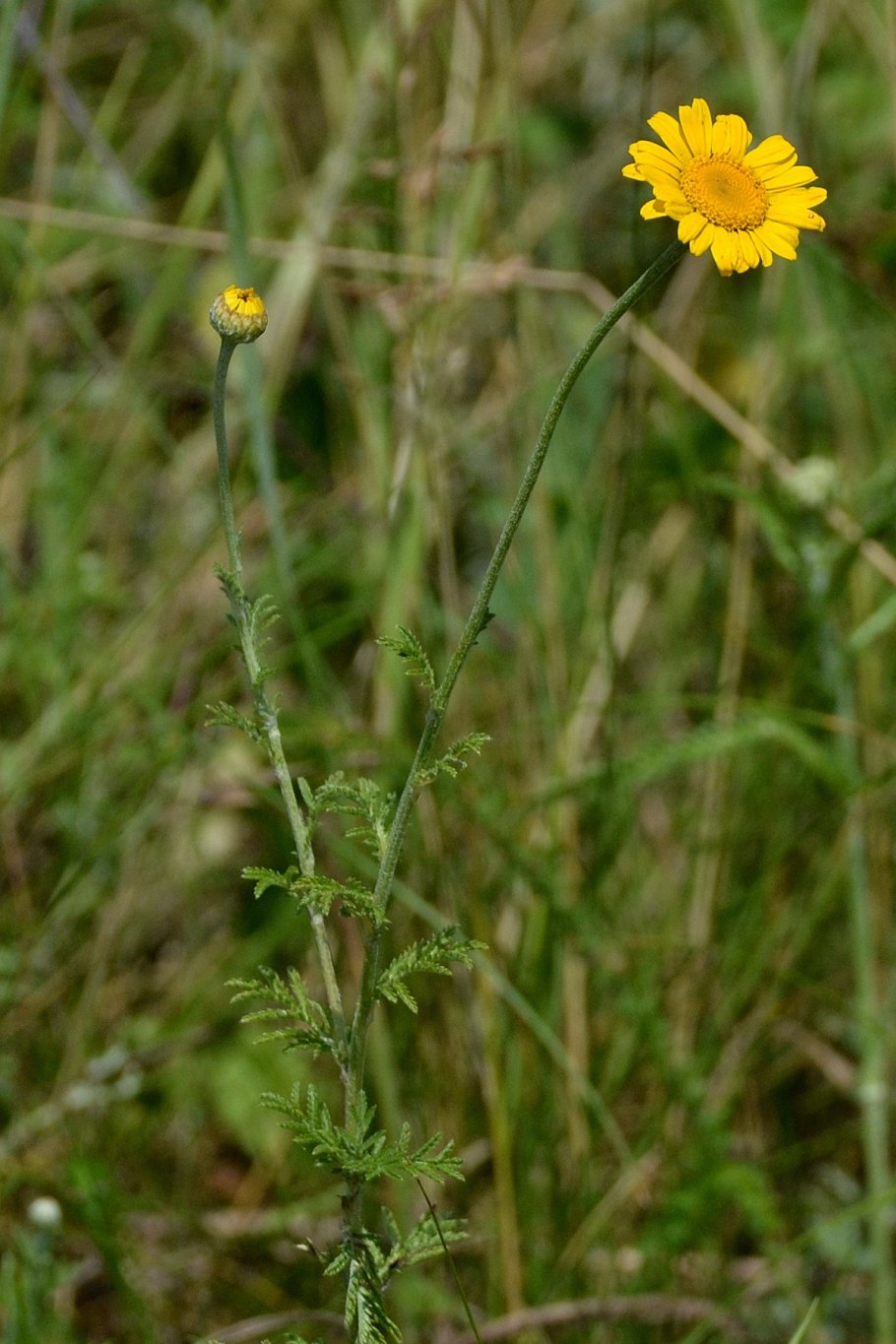 Антемис Пупавка красильная