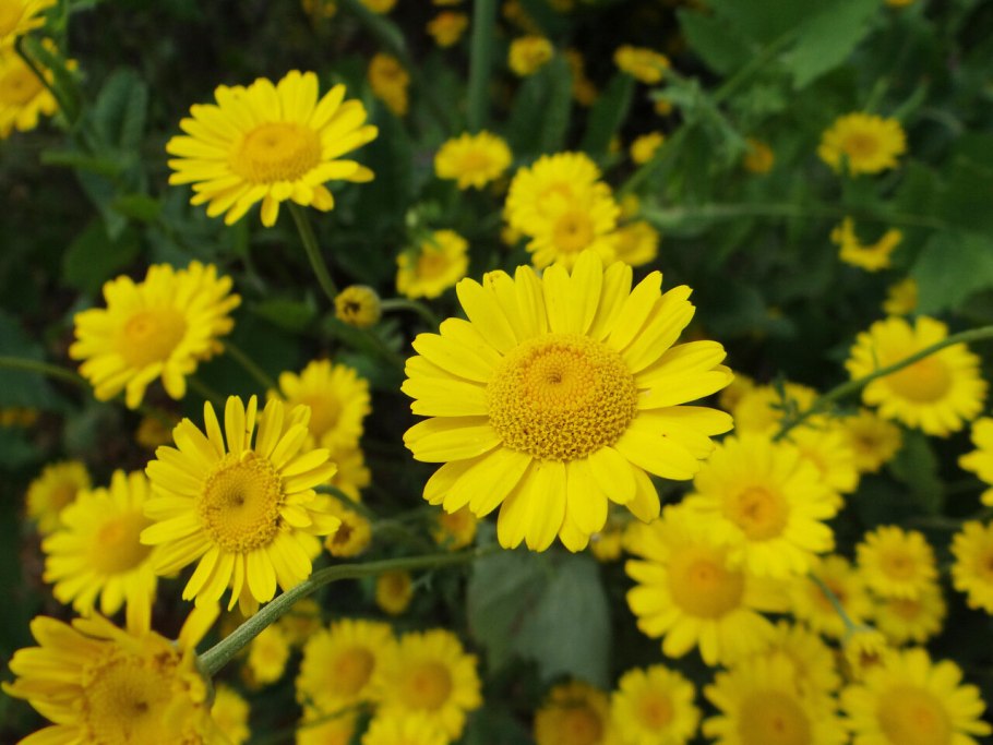 Антемис Пупавка