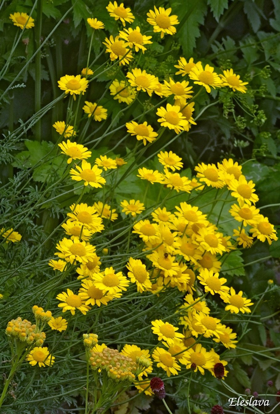 Антемис пупавка