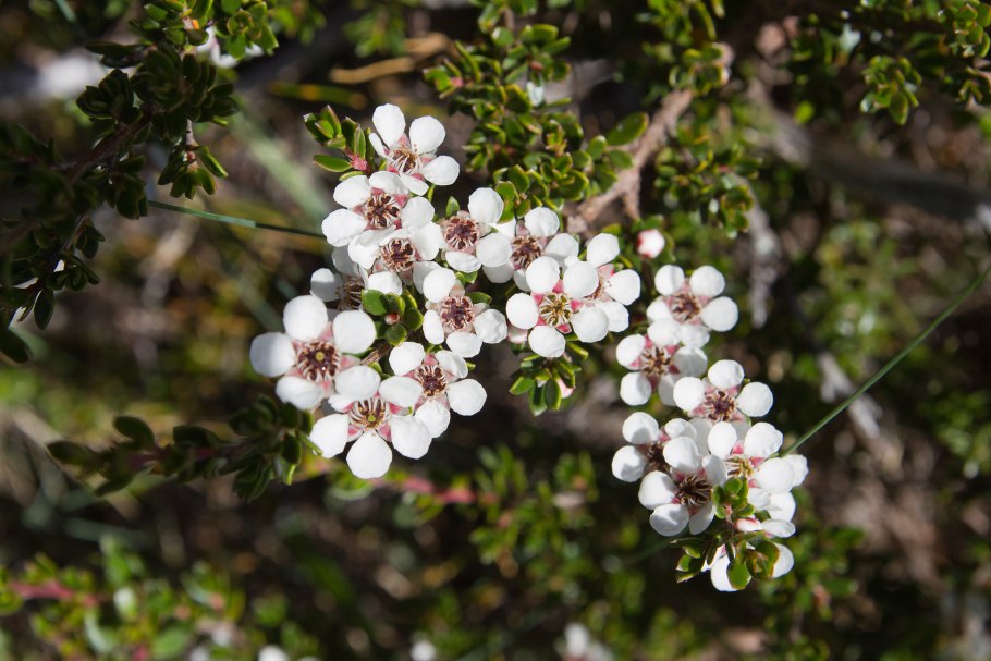 Leptospermum scoparium