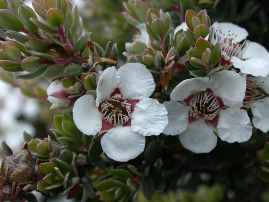 Leptospermum scoparium (чайное дерево)
