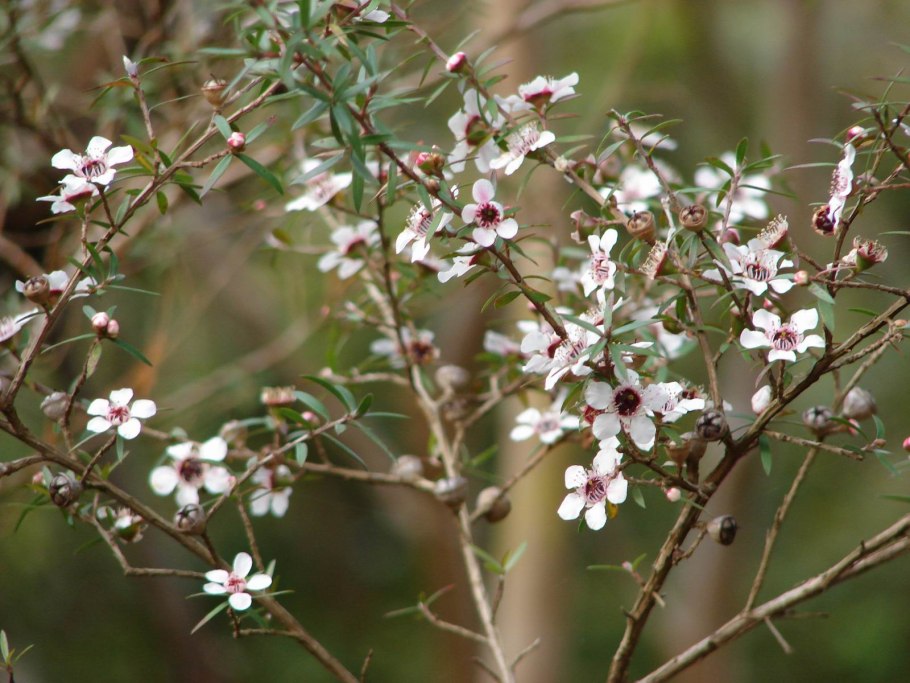 Leptospermum epacridoideum (лептоспермум)