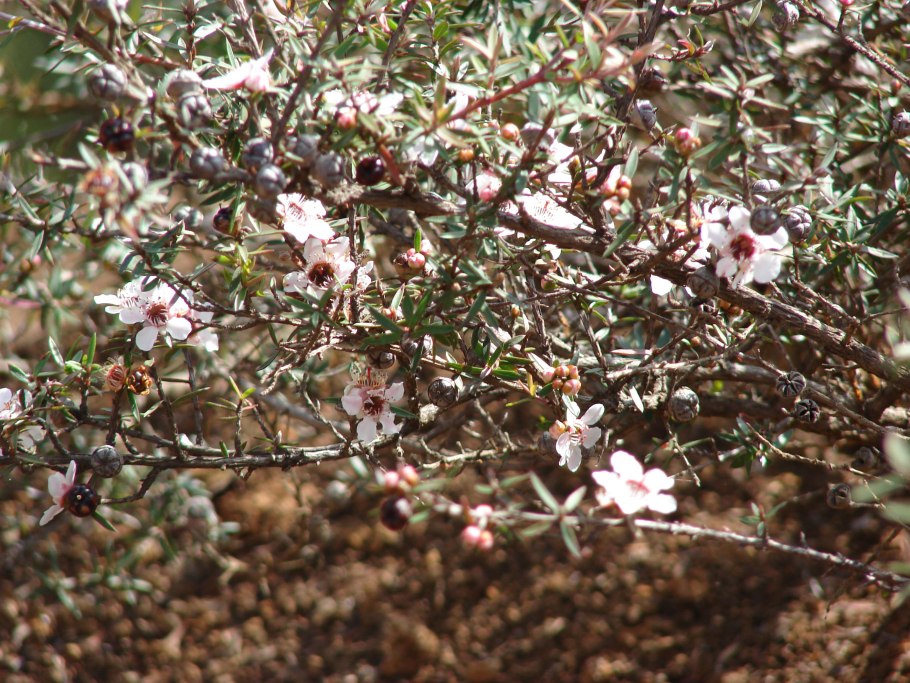 Leptospermum scoparium