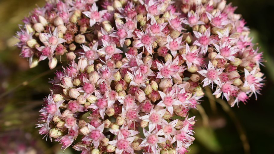 Leptospermum scoparium