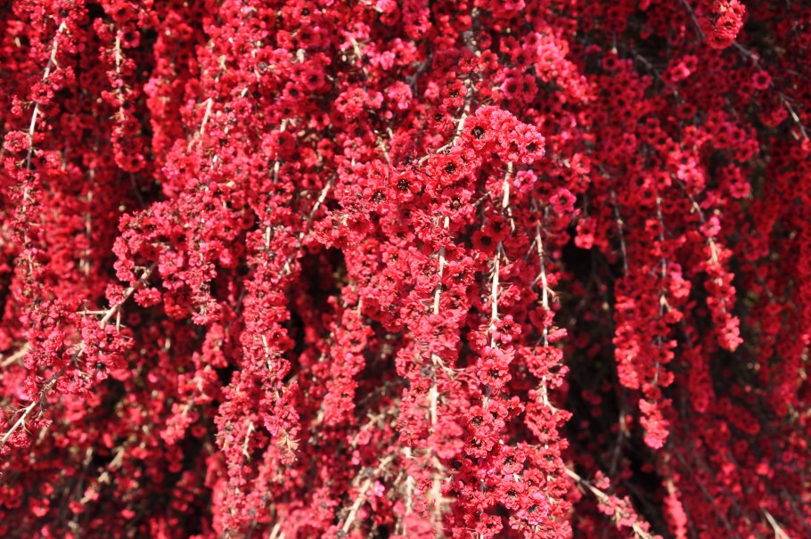 Лептоспермум rubrum