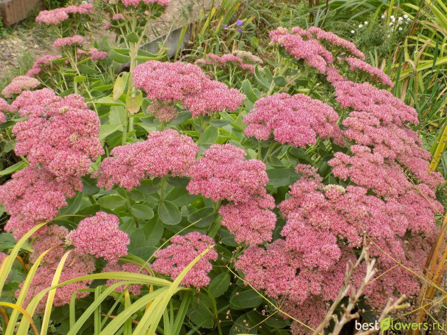 Лептоспермум Манука