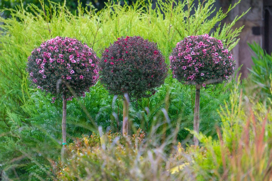 Сирень мейера палибин штамбовая