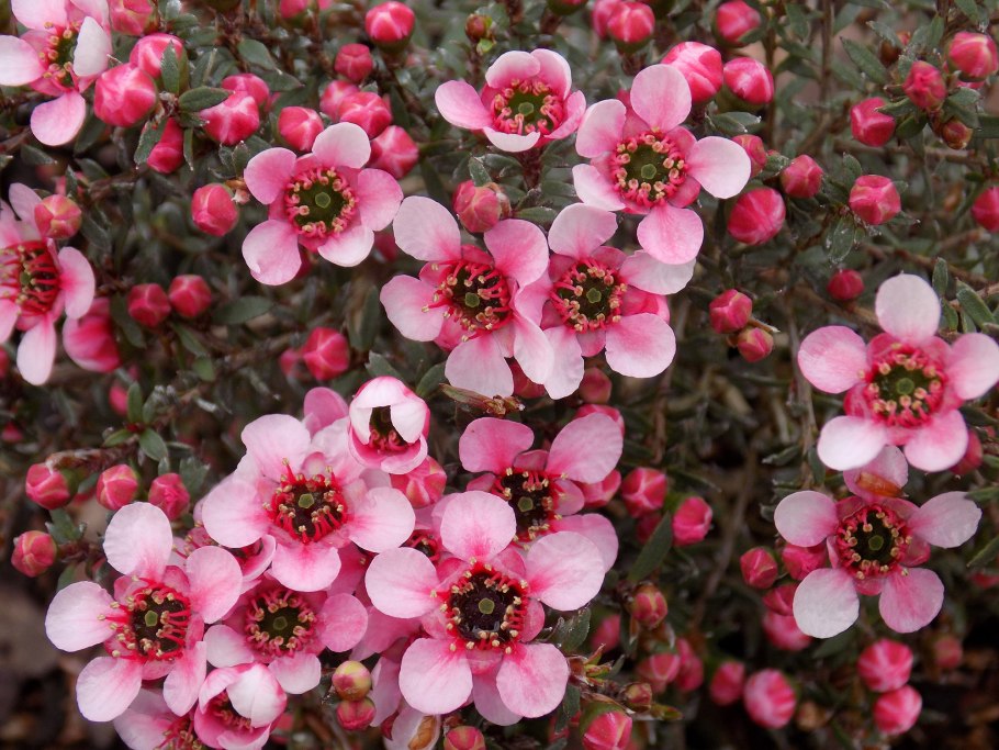 Leptospermum rotundifolium