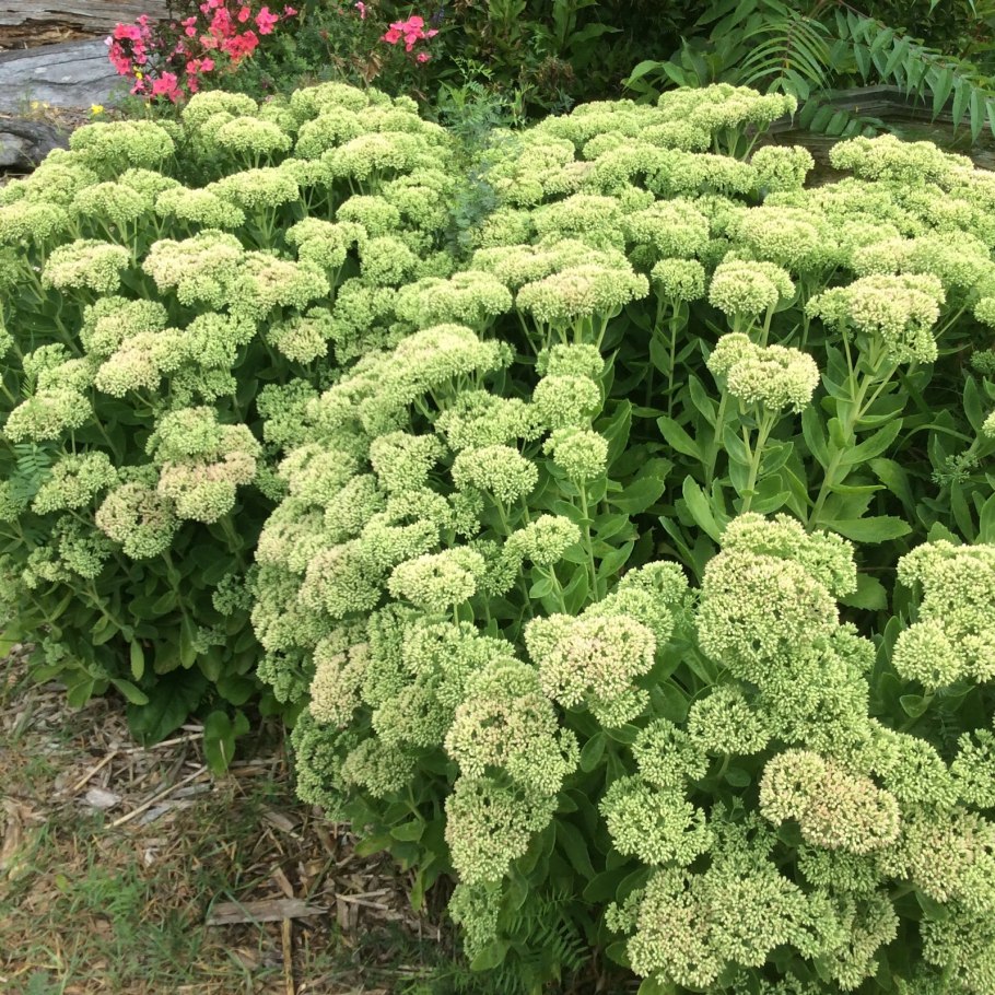 Очиток Видный (Sedum spectabile &#96;Brilliant&#96;)