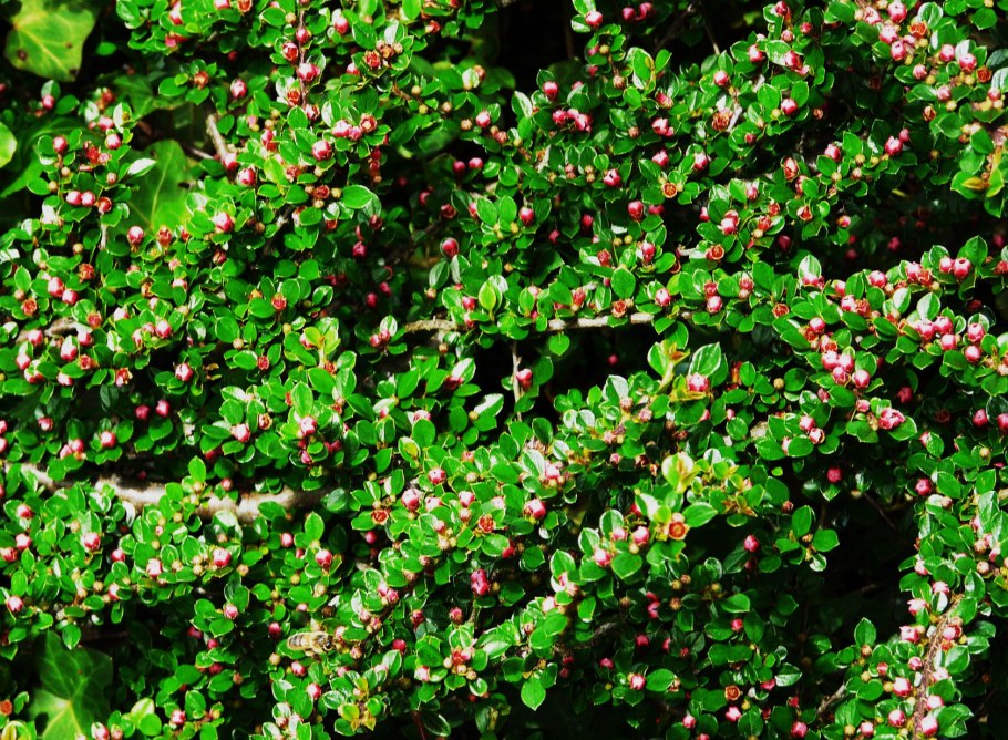 Кизильник алаунский Cotoneaster alaunicus