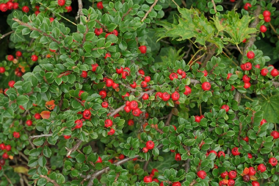 Кизильник круглолистный