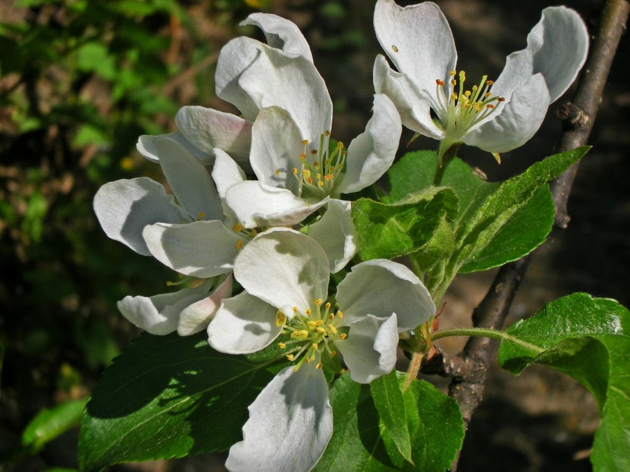 Яблоня маньчжурская Дарьюшка