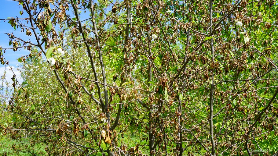 Яблони Таджикистане
