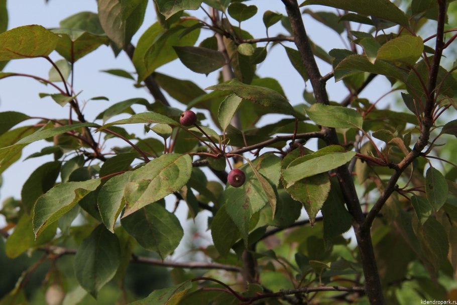 Катягадлицина "Дикая яблоня"