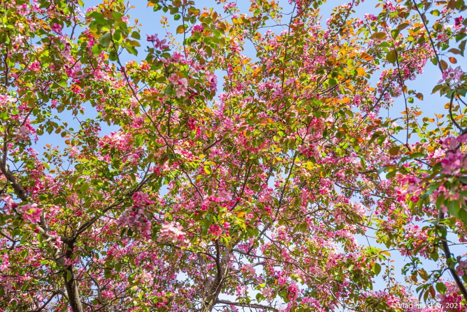 Хайтан цветок яблони