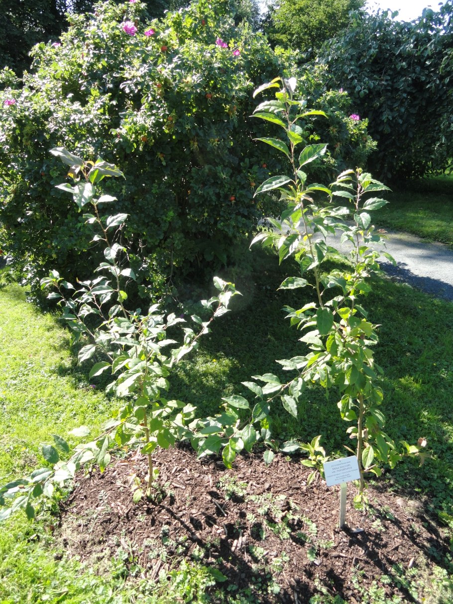 Ранетка яблоня цветение