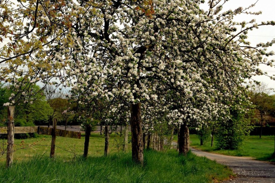 Яблоня Жуковка