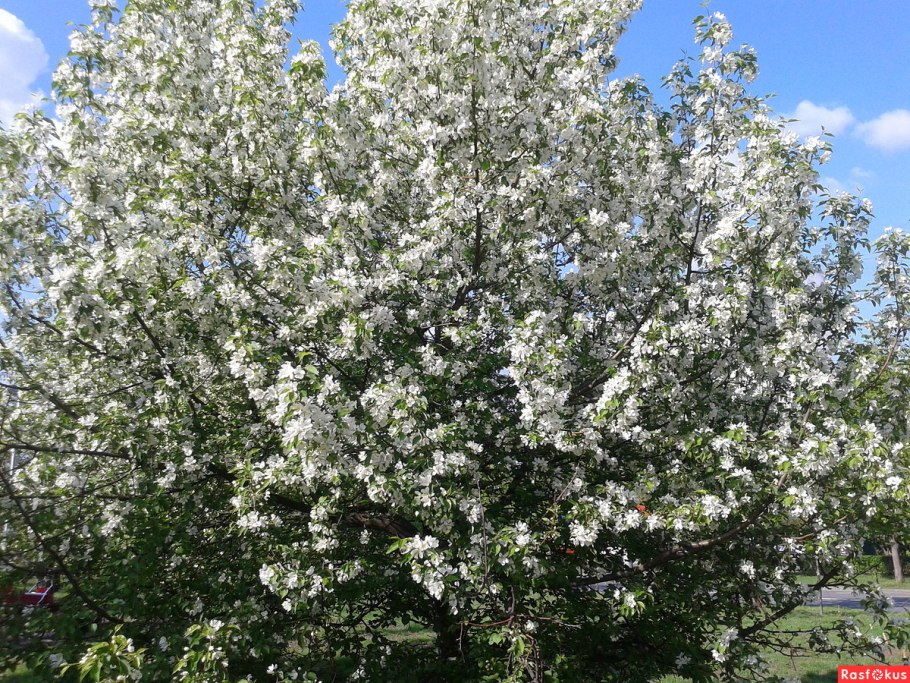 Ботанический сад яблони