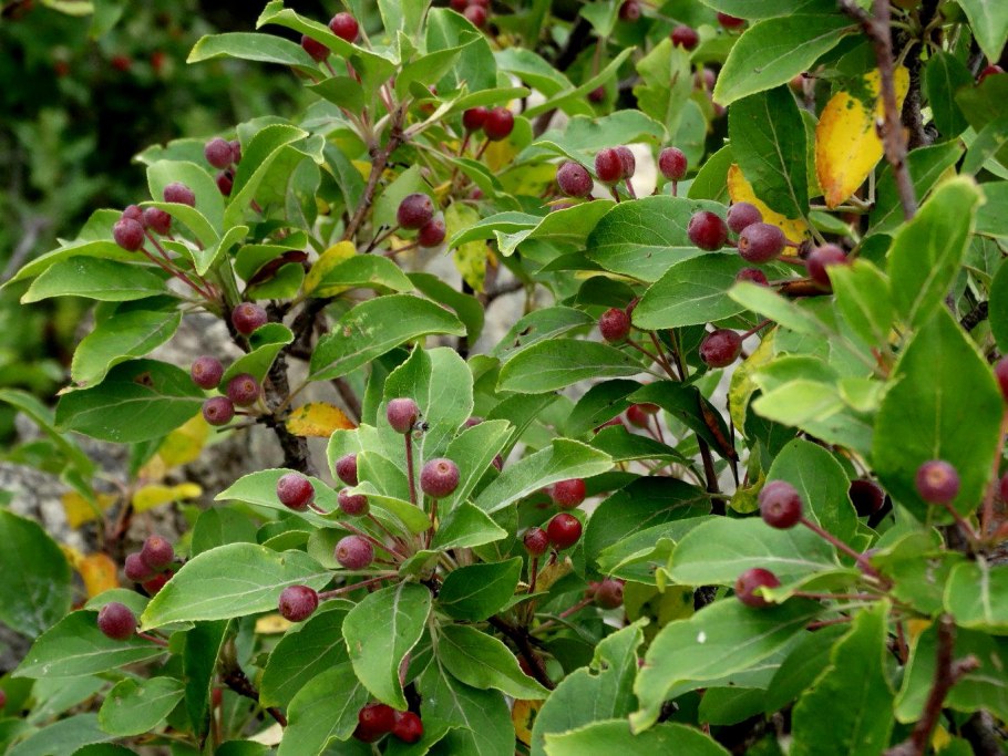 Яблоня маньчжурская Malus mandshurica