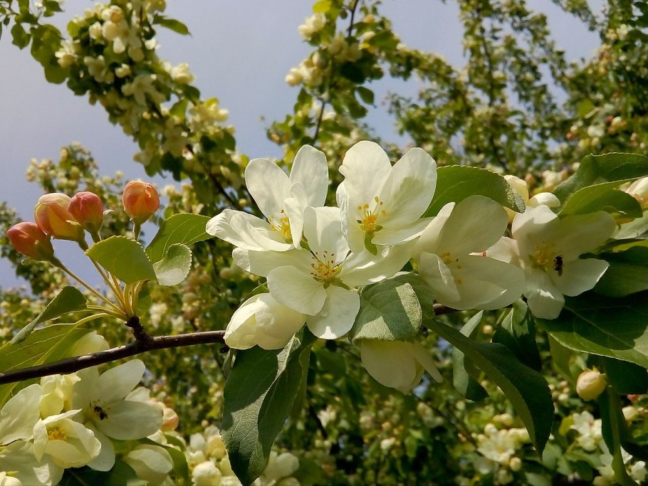 Маньчжурская яблоня фото