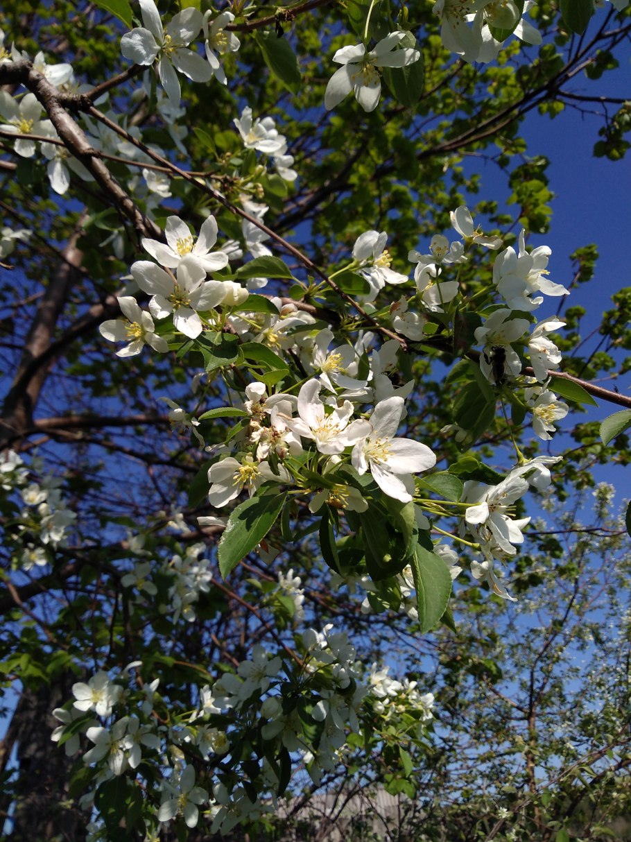 Яблоня Yellow Siberian