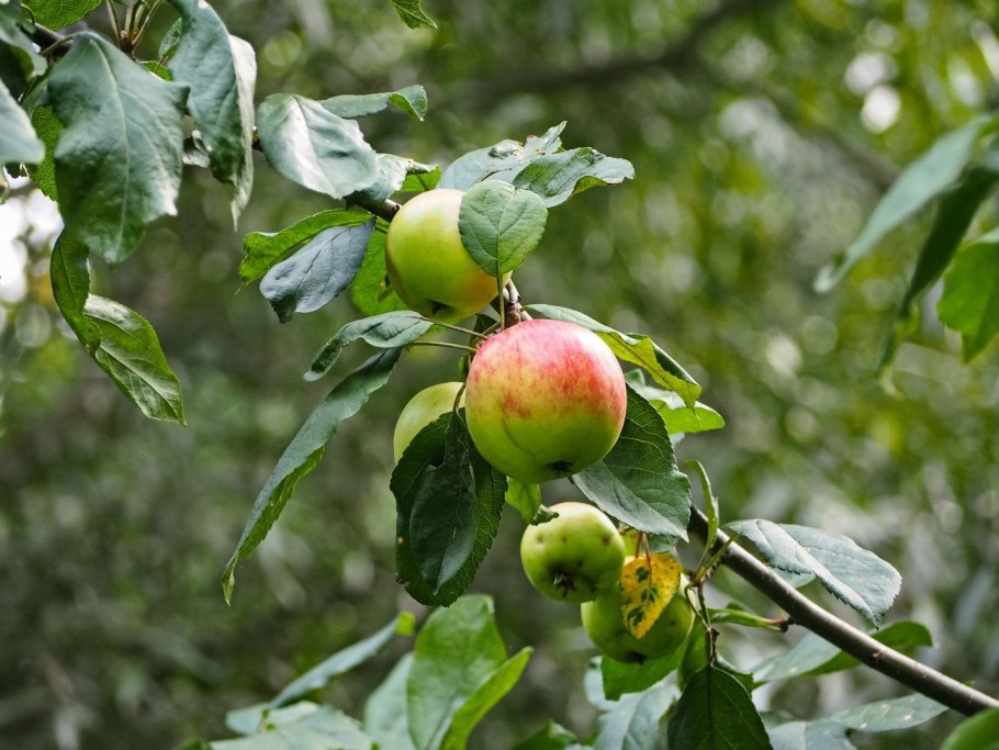 Маньчжурская груша